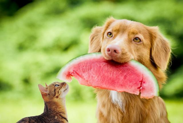 can dog cat eat watermelon 2