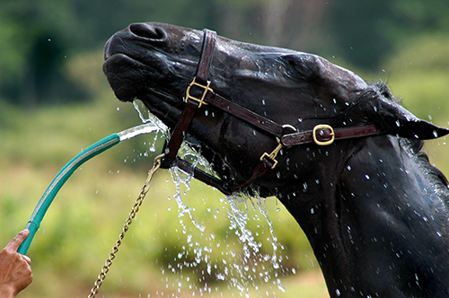 cooling horse