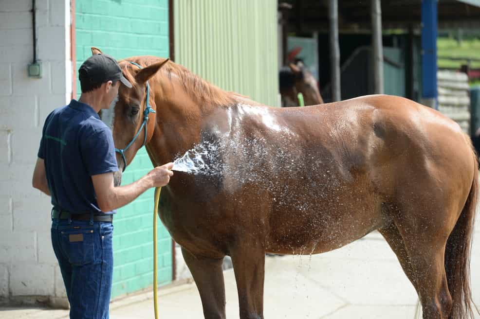 horse being hosed